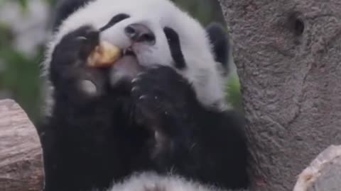 Adorable baby panda is eating