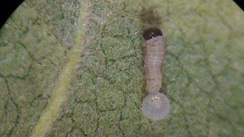 Monarch caterpillar birth from egg