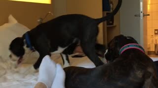 Excited Dog Rolls Off the Bed