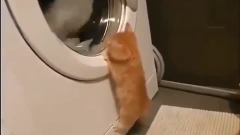 Swite baby cat washings machine fanny video