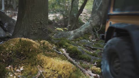 Traxxas TRX 4 Models in a forest ride