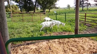The Dairy Goats Are Back!