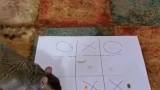 Squirrel plays tic-tac-toe with owner