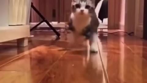 😹Cats Doing Cat Things😹 (2