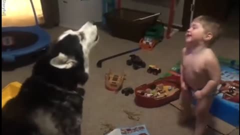 Toddler laughs as he and husky howl together ll boye with dog fun ll