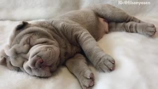 Grey wrinkly puppy snores sleeps on white blanket