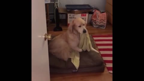 Cute Dog Carries his blanket to bed !