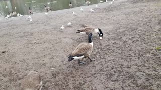 Geese with seagulls