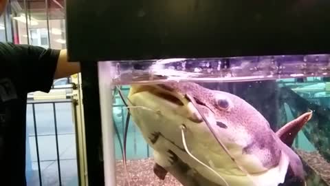 Redtail Catfish feeding