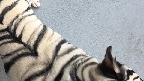 Fearsome Tiger Striped Frenchie