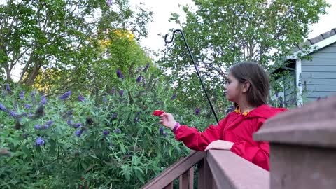 Little Girl is a Hummingbird Whisperer