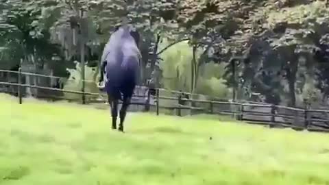 Black horse chasing dog - Try Not To Laugh