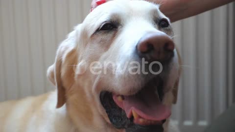 Funny Video with a Dog. Picks His Dog's Muzzle. Slow Motion Video All /LOVE THIS ITEM?