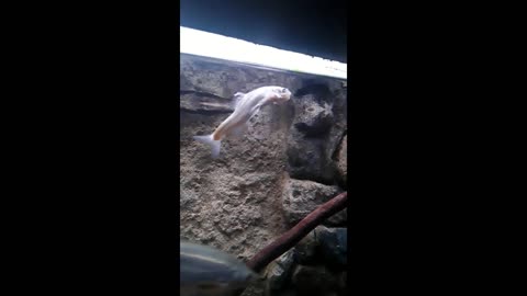 Dancing Utah Fish at Aquarium