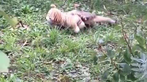 So Adorable. Wait till you see what happens to the Stuffed Tiger at the end!! . . .