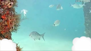 Fish swimming underwater in the ocean