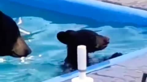 Cube and mom bear in swimming pool.