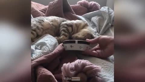 Funny Animals 2022 - Cute Dogs and Cats Doing Funny Things