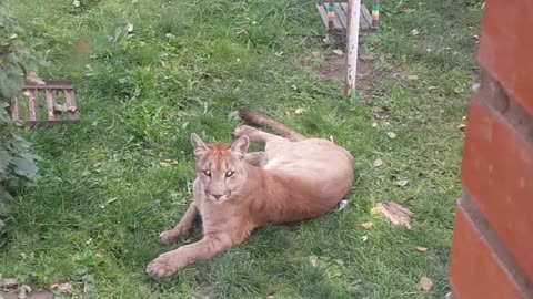 Escaped Pet Puma Attacks Family Dog