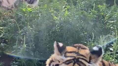 Are these two tigers husband and wife?