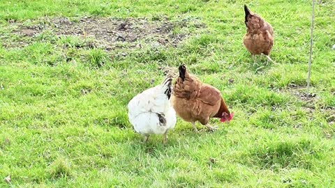 Adorable Herd Of Chickens Eating Morning Grass