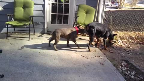 Doberman vs Pitbull Stare Down!