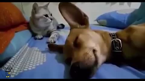 Cat Smacks Dog Out Of Sleep For Farting in His Presence!