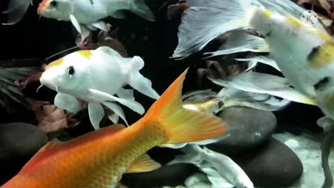 Betta Fish 🐠🐟 Koi Fish goldfish video,s