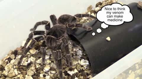 Caring for Spiders and Scorpions