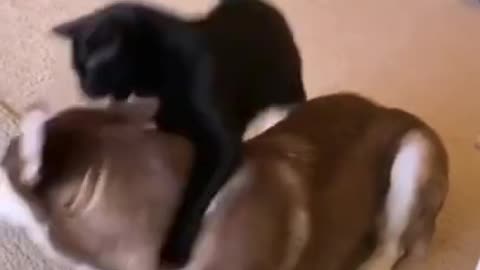 Cat best friend dogs ❤ | OMG So Cute Cats | Best Funny Cats videos 2021 #short