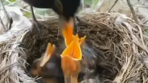 The baby bird's huge yellow mouth