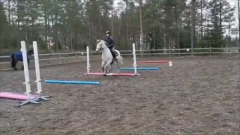 HORSE FAILS AND FALLS (MUST WATCH)
