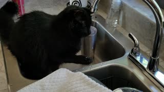 Cat loves playing with water, Buddy