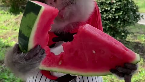 Jingjing eats watermelon for the first time.