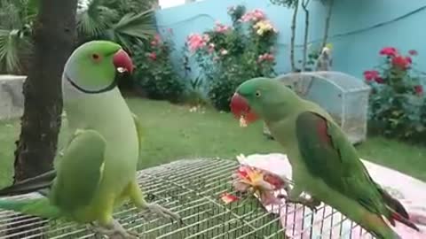 SOME MOVEMENTS OF PARROT