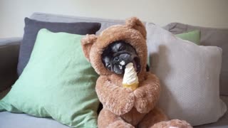 Teddy Bear Pug Loves Ice Cream