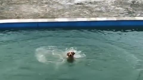 How to swim a dog in the Pool