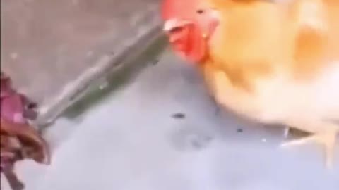 THIS CHICKEN CAN TALK