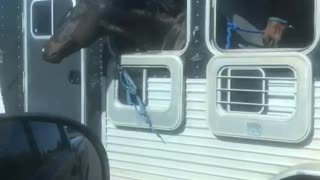 Horse Thinks Of A Great Way To Entertain Himself While Enjoying A Ride