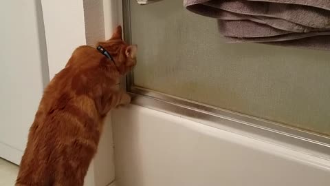 Cat Tries To Open Shower Door