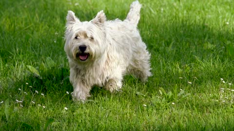 White Terrier Walking on Lawn Grass