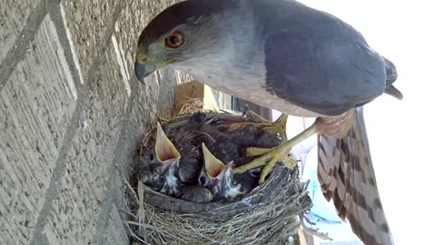 Hawk Steals Two 14-Days-Old Baby Robins from Nest