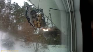 (4k) Northern Michigan Birds of winter eating out of bird feeders 15 min time frame sped up