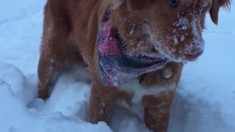 Brown dog in bandana jumps in snow field