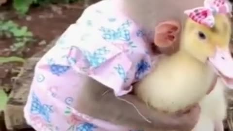 monkey and duckling are bff