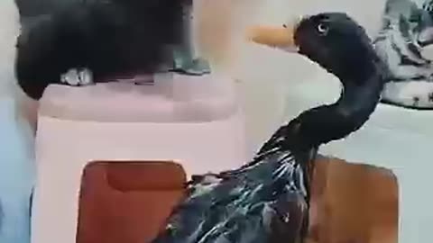 Cat VS Duck Fight funny video