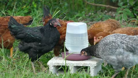 A group of chickens drinking water at the farm - With very beautiful music