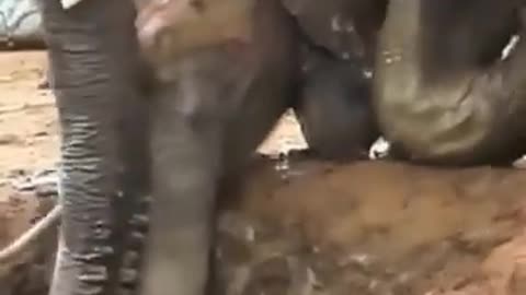 Elephant rescues baby elephant from pit​