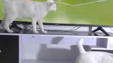 See how Cats react!