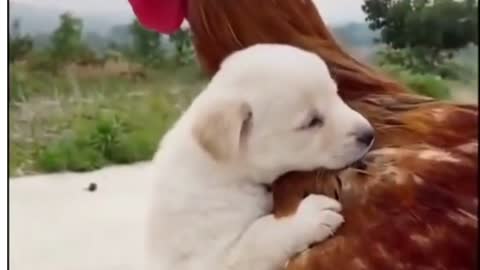 Best funny animals video